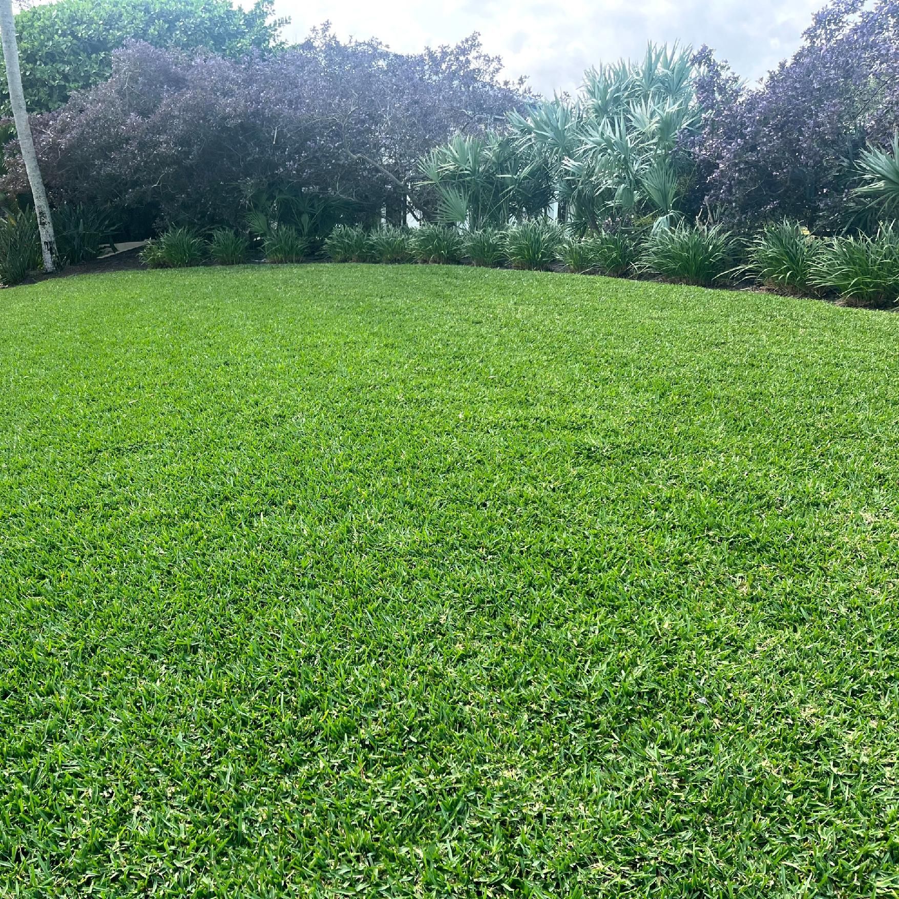 Lush green lawn bordered by trees and shrubs under a bright sky