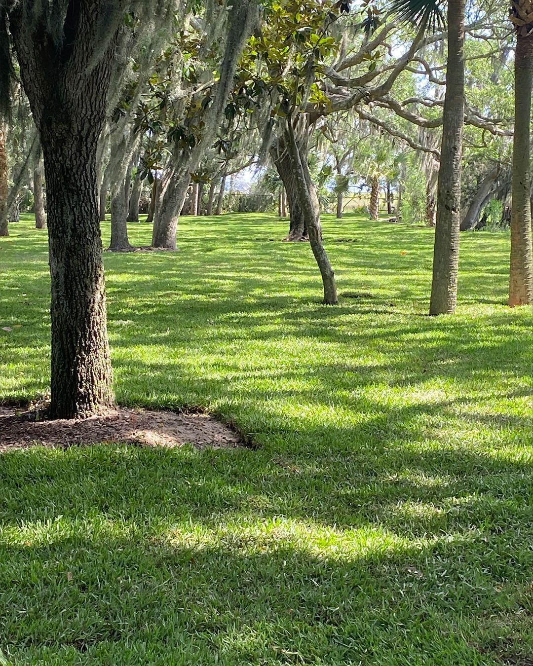 Sunny park with green grass and tall trees casting dappled shade