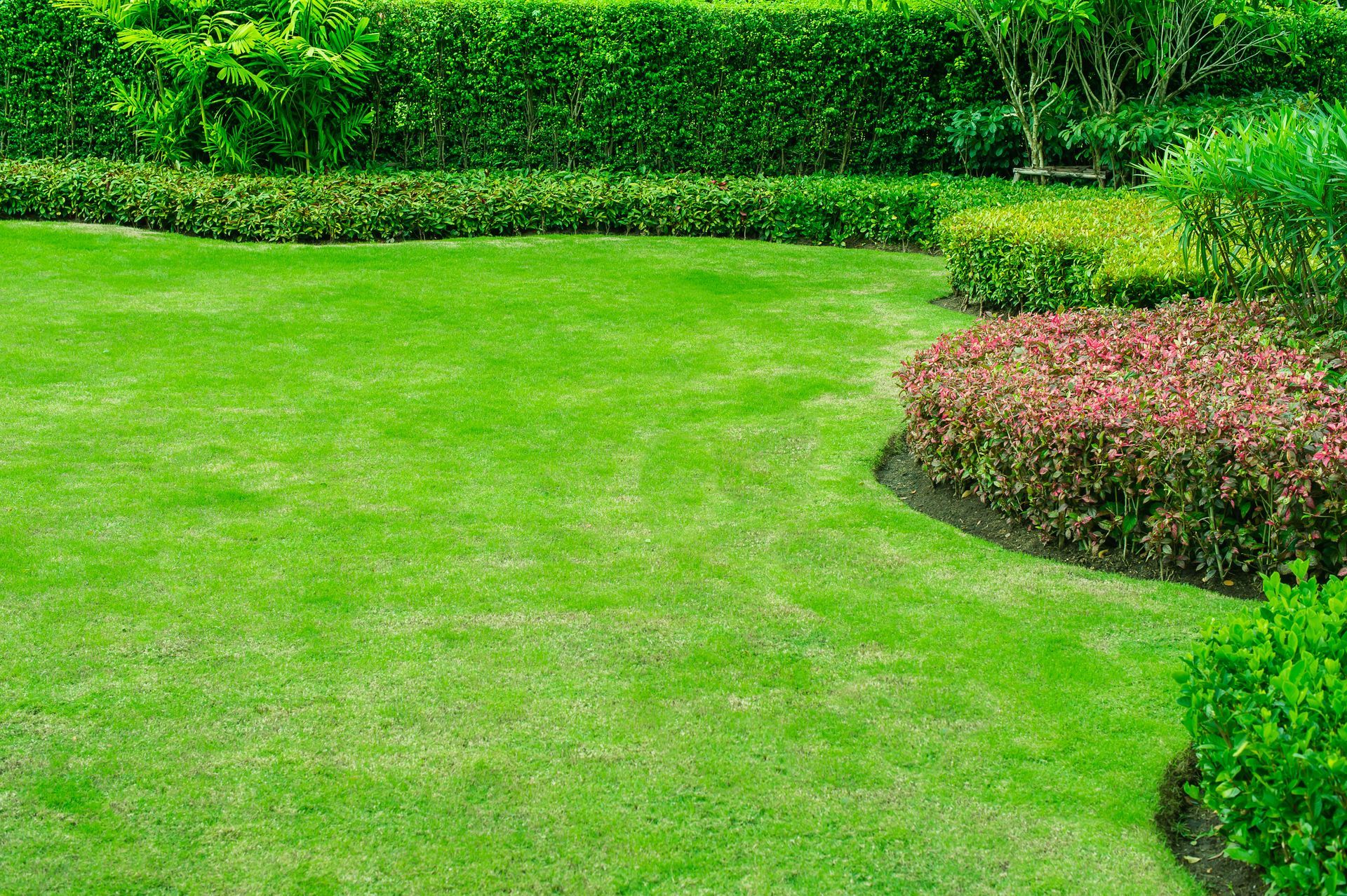 Green garden lawn with trimmed hedges and pink flowering bushes
