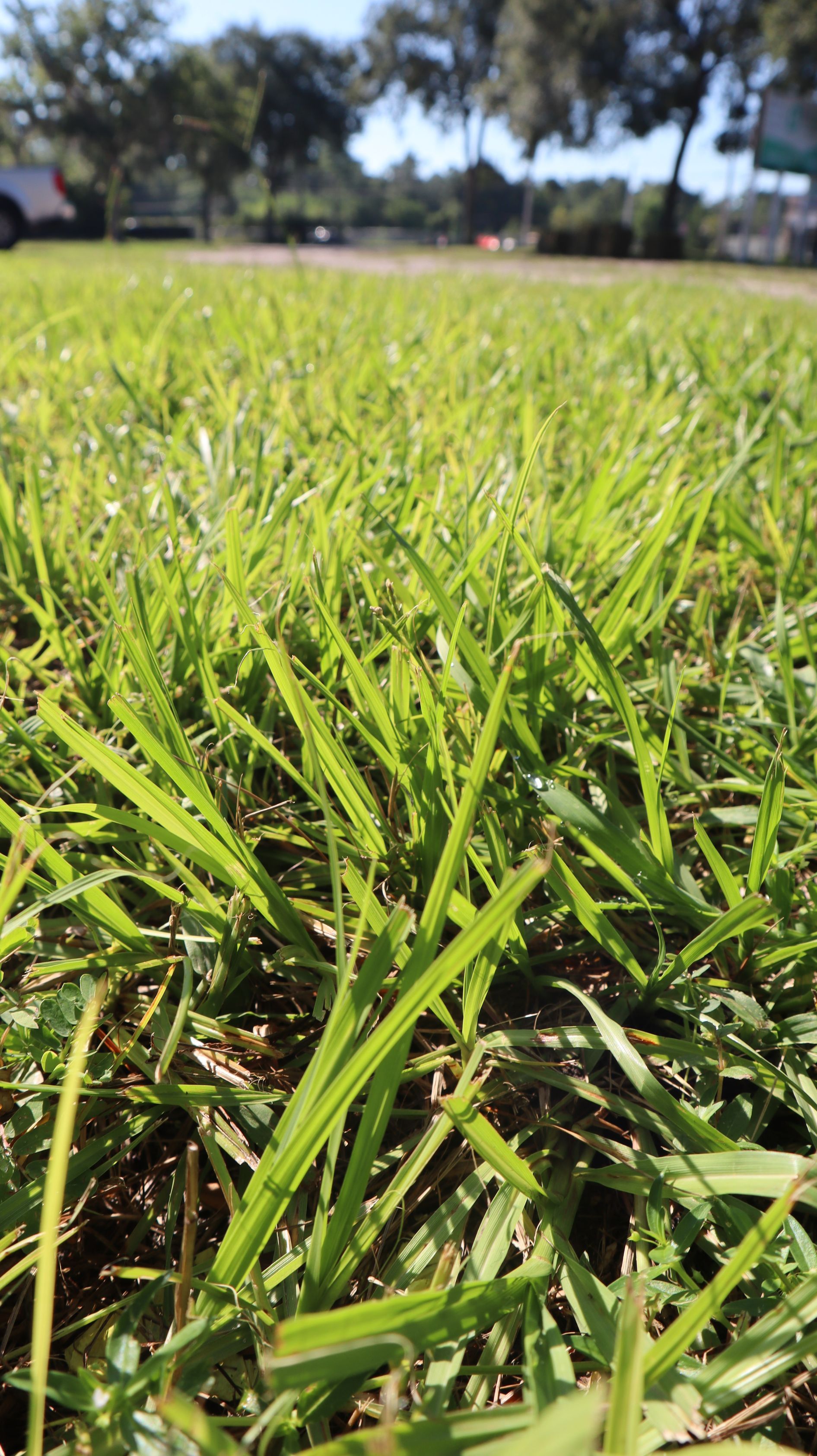 Rolled-up sod turf on a grassy lawn beside a dirt edge