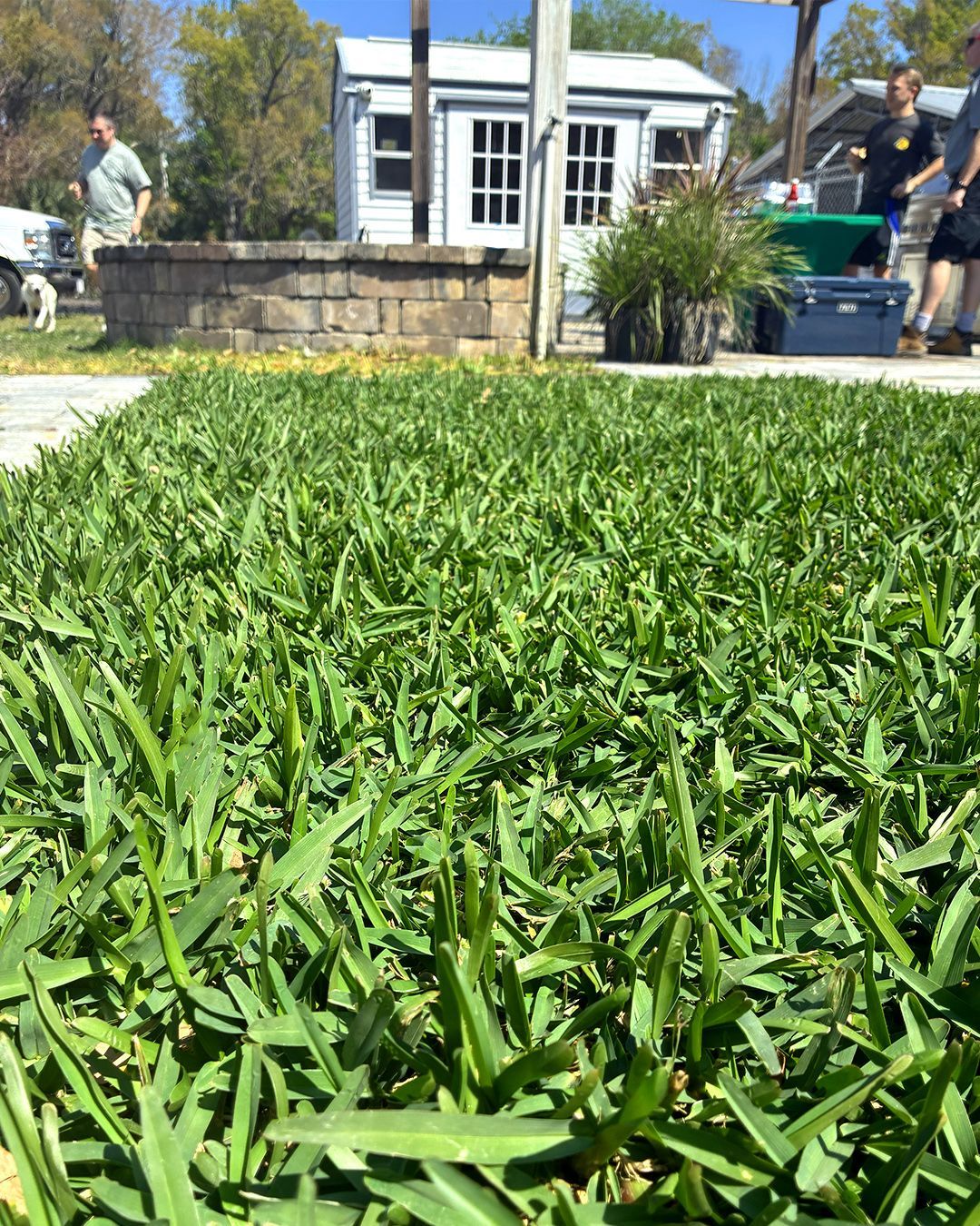 Lush green lawn in front of a small white building on a sunny day, with people and planters in the background.