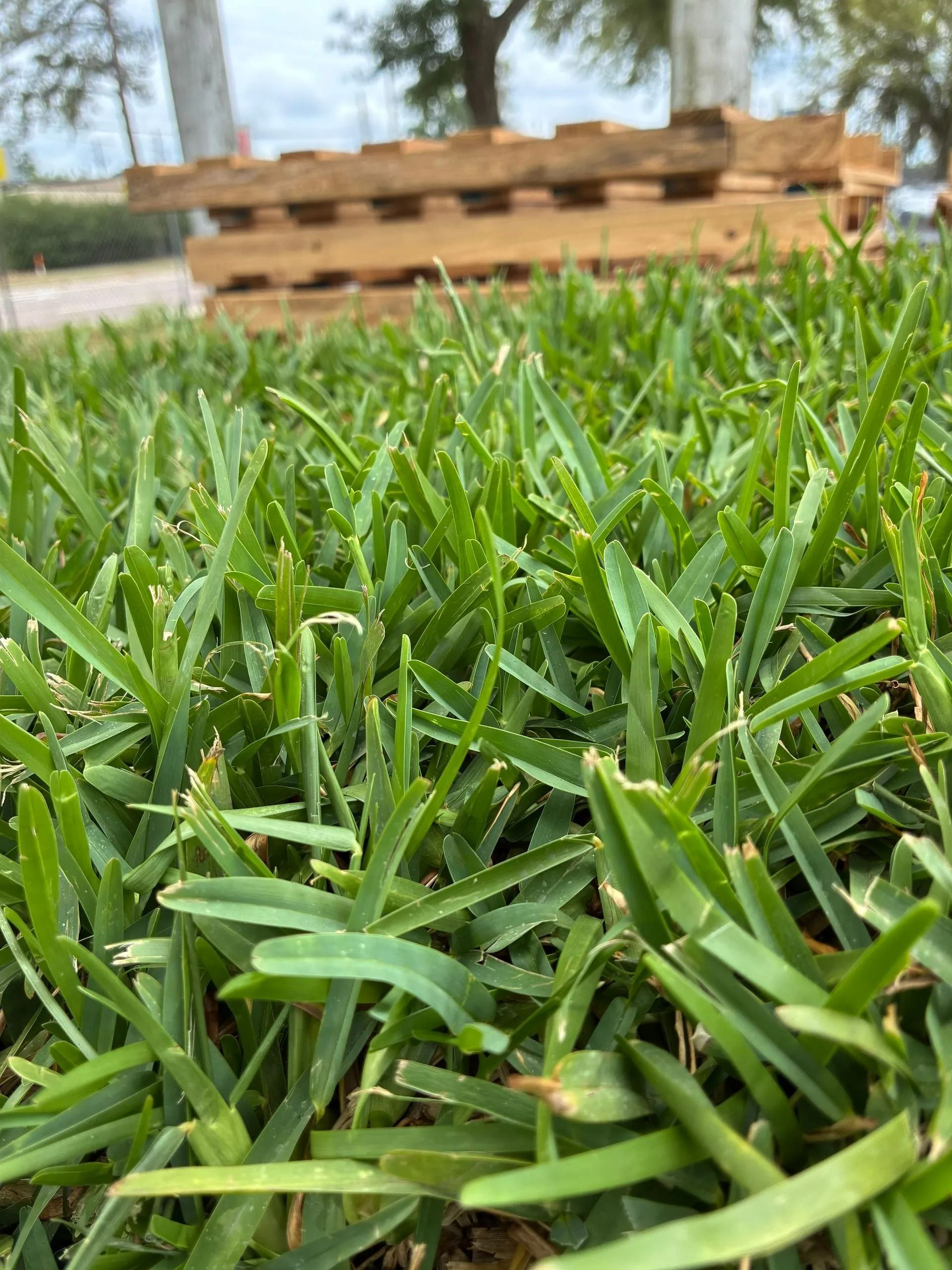 Close-up of green grass with stacked wooden pallets blurred in the background outdoors