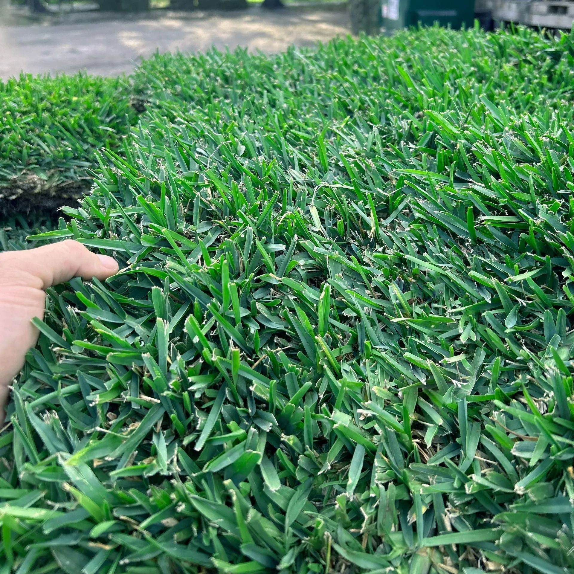 Close-up of a hand touching dense green grass in a sunny outdoor yard
