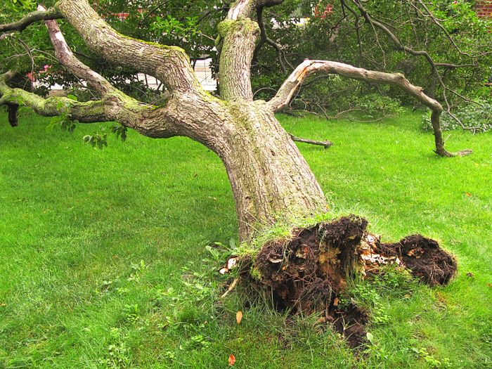 Huge Uprooted Tree