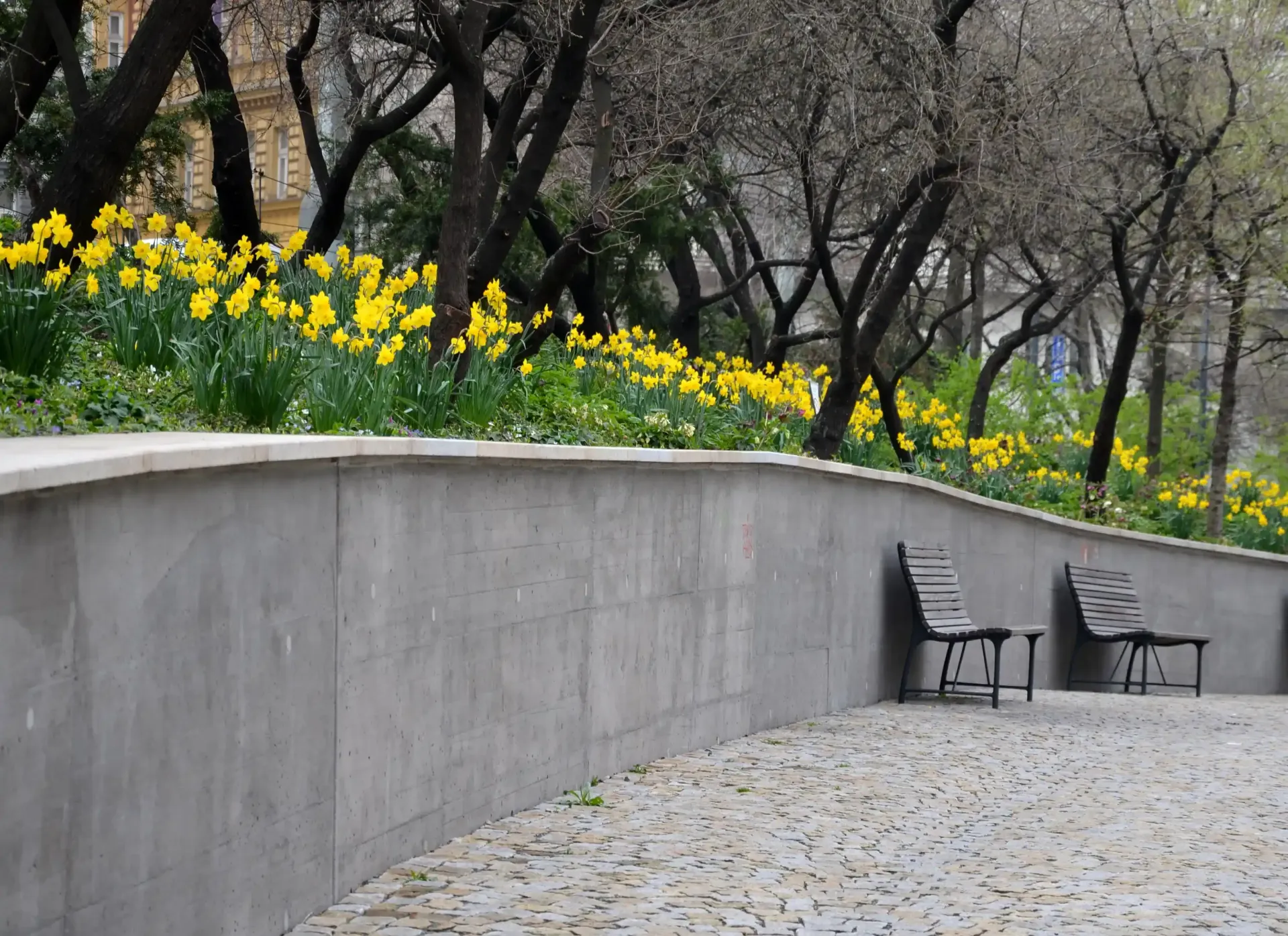 Stone wall with two benches, daffodils blooming, and bare trees in a park setting.