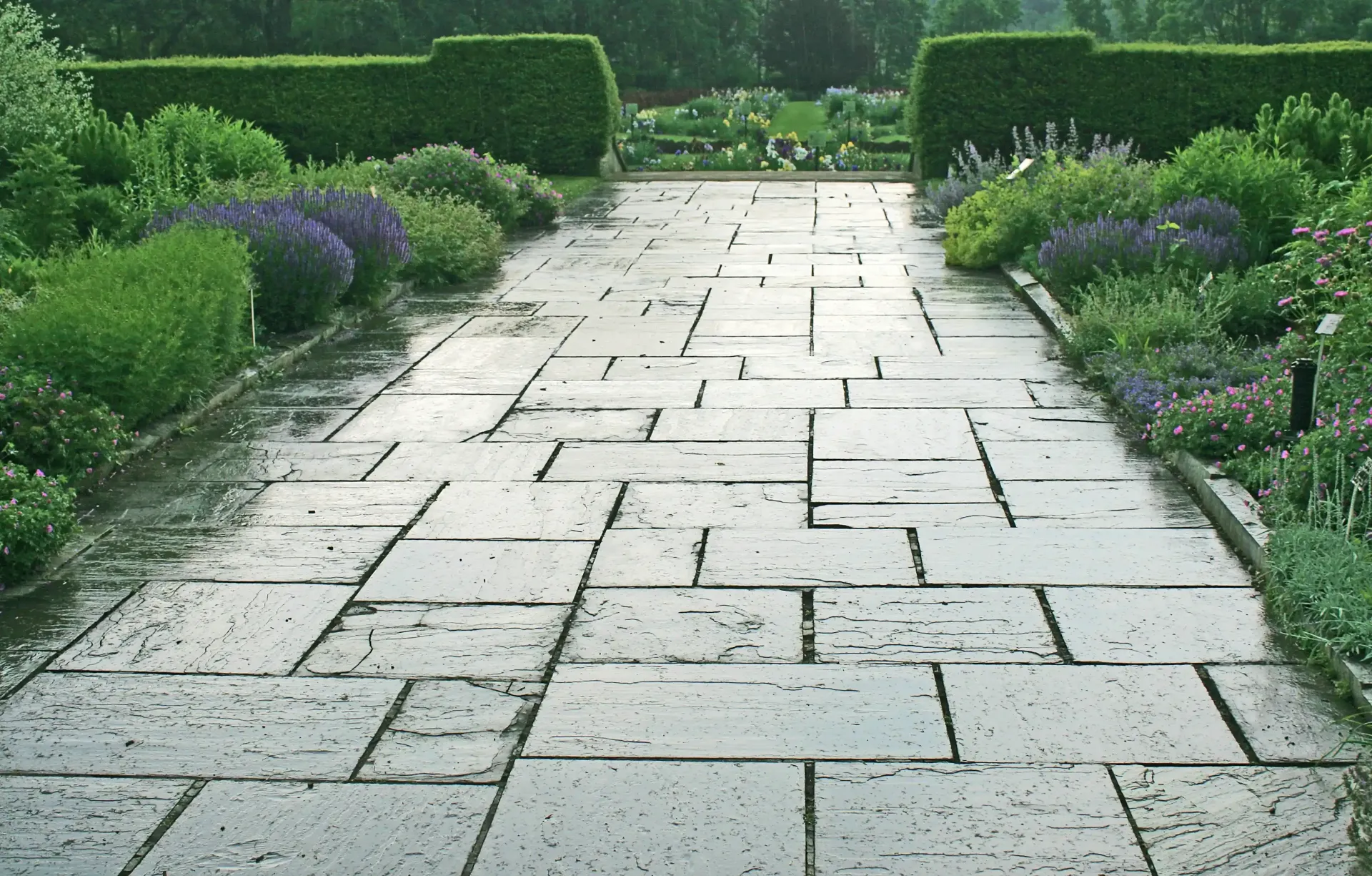 Stone pathway flanked by purple and green plants, leading to a hedge-lined opening.