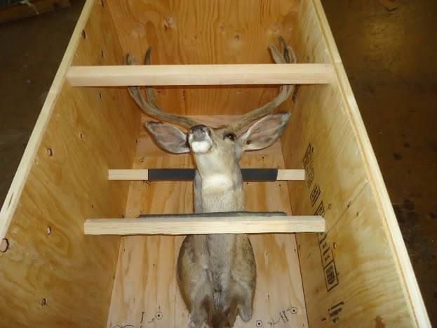 Deer mounted in a wooden triangular crate with horizontal slats