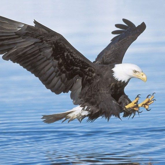 bald eagle