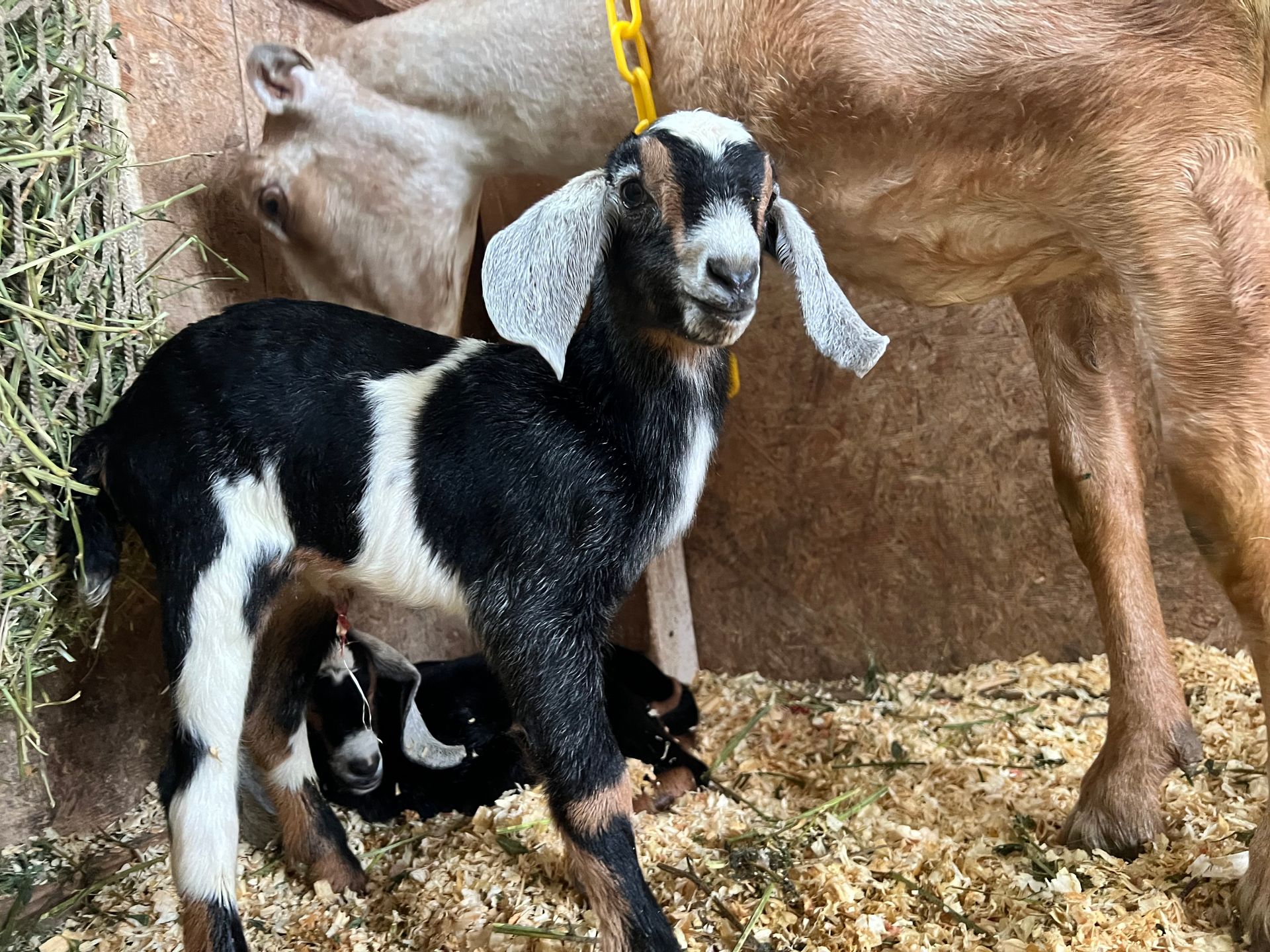A black and white goat is standing next to a brown goat.