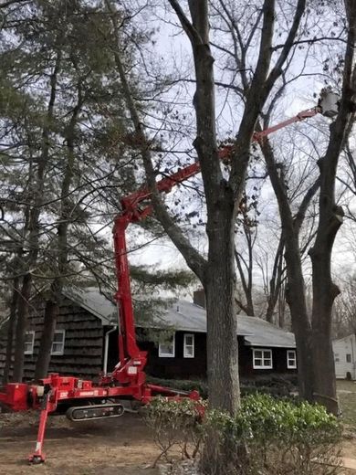 Lifting Machine And Trees — Middlesex County, NJ — Mickiewicz Arbor Experts, LLC