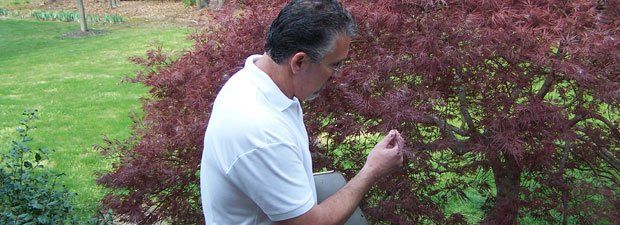 Man Checking The Tree Leaves — Middlesex County, NJ — Mickiewicz Arbor Experts, LLC