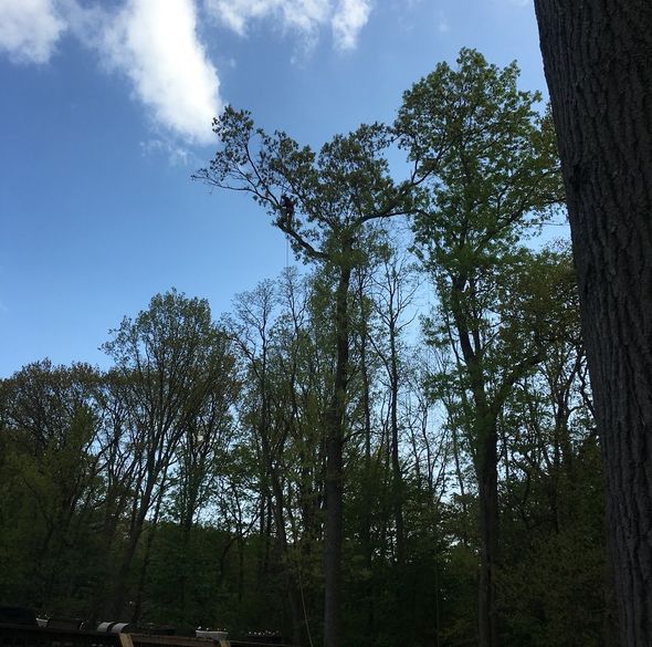 Man On A High Tree — Middlesex County, NJ — Mickiewicz Arbor Experts, LLC