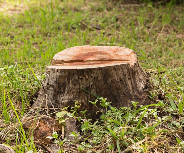 Tree Stump — Middlesex County, NJ — Mickiewicz Arbor Experts, LLC