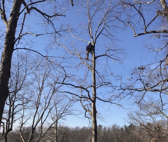 Person Trimming The Tree — Middlesex County, NJ — Mickiewicz Arbor Experts, LLC