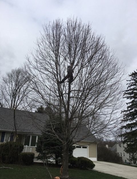 Workers Trimming Down The Tree — Middlesex County, NJ — Mickiewicz Arbor Experts, LLC