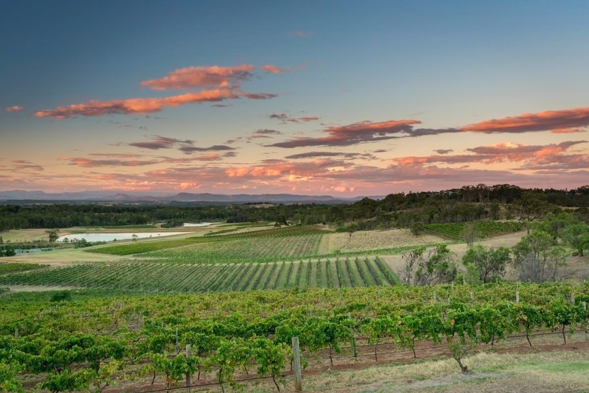 Vineyard At Sunset, With Rows Of Green Grapevines — Refrigeration & Air Conditioning in Hunter Valley, NSW