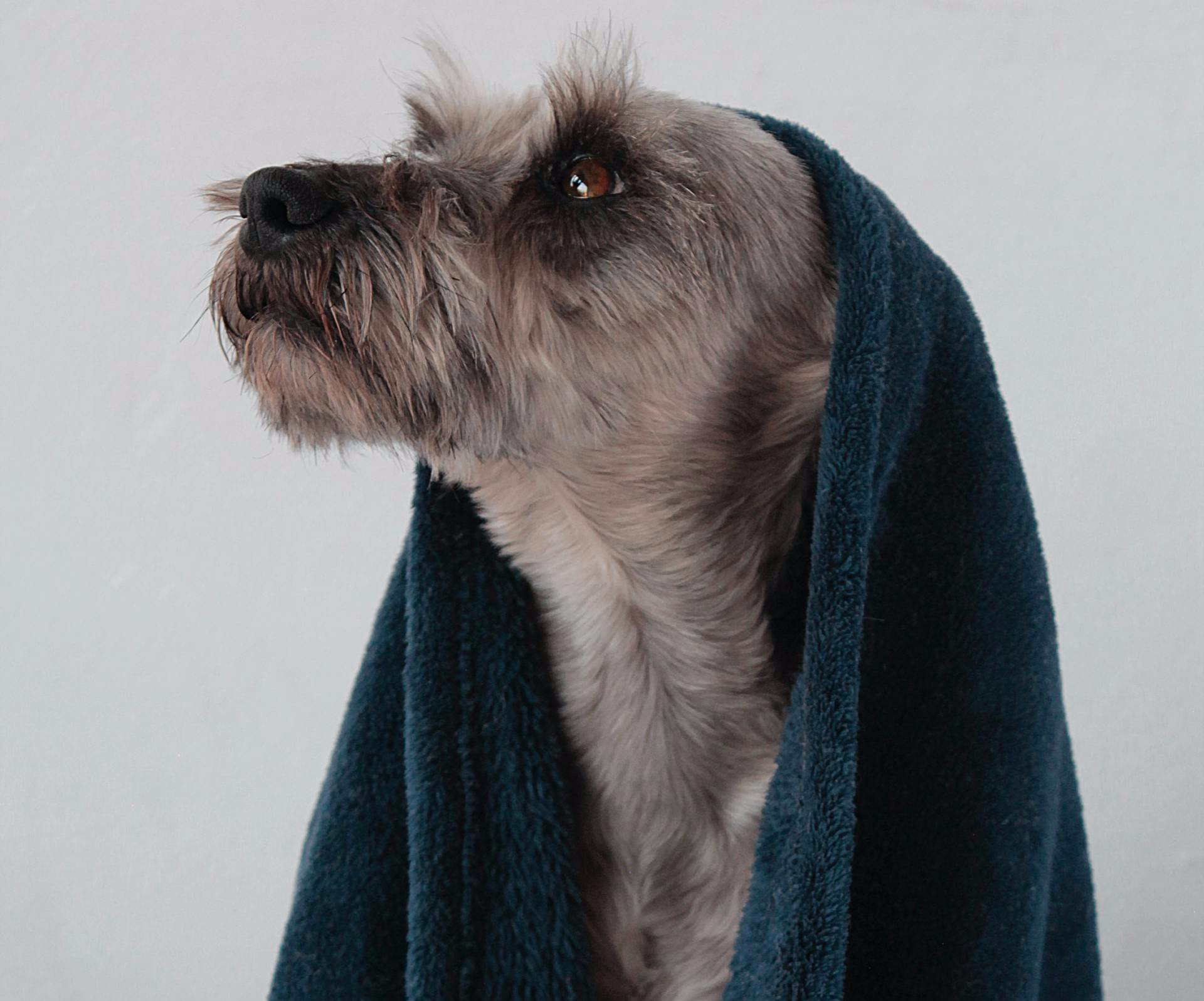 Hilltop Hounds Grooms