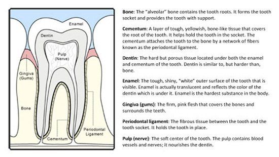 Photo of anatomy of a tooth