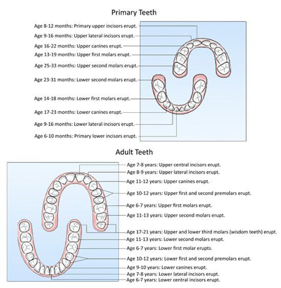 Photo of primary teeth and adult teeth