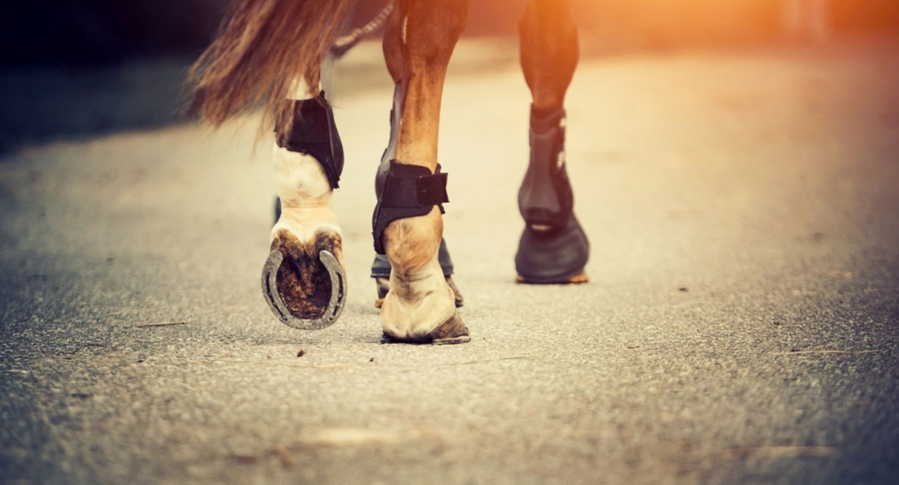 A Close Up Of A Horse 's Legs Walking Down A Road — Sunshine Coast Farrier Services In Landsborough, QLD