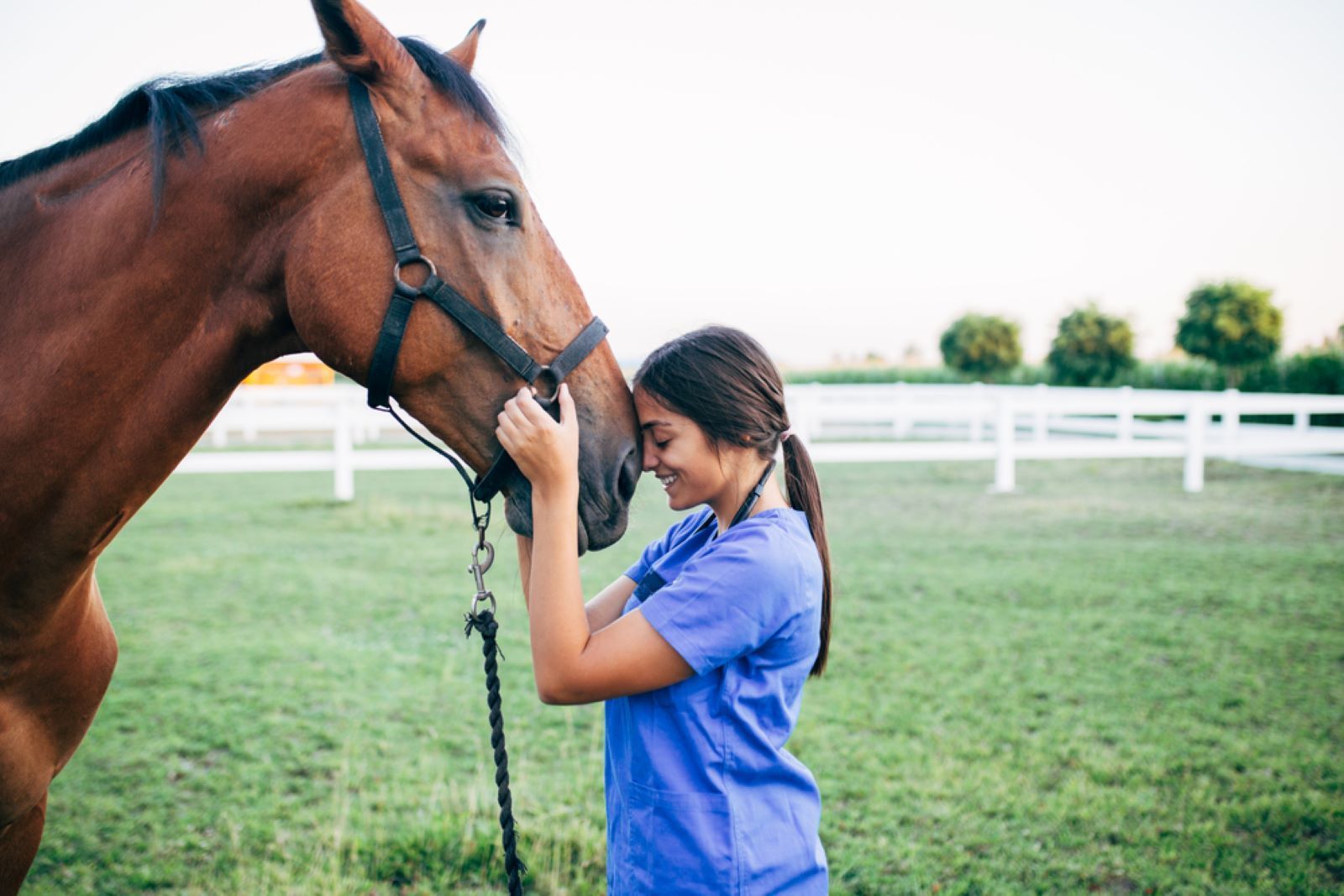 A Woman Is Petting A Brown Horse — Sunshine Coast Farrier Services In Yandina, QLD