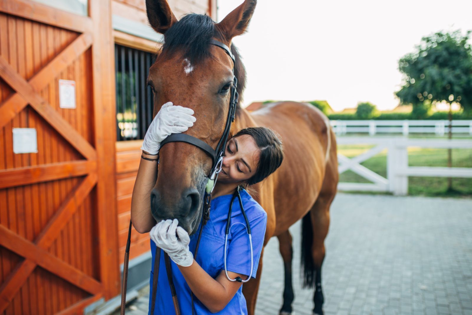 A Woman Is Petting A Brown Horse — Sunshine Coast Farrier Services In Landsborough, QLD