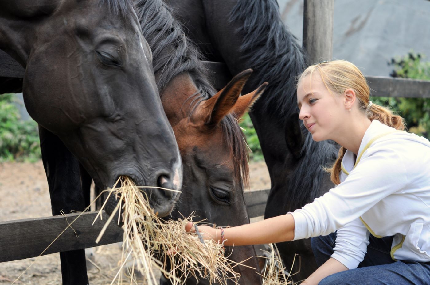 A Woman Is Feeding Hay To Two Horses — Sunshine Coast Farrier Services In Gympie, QLD