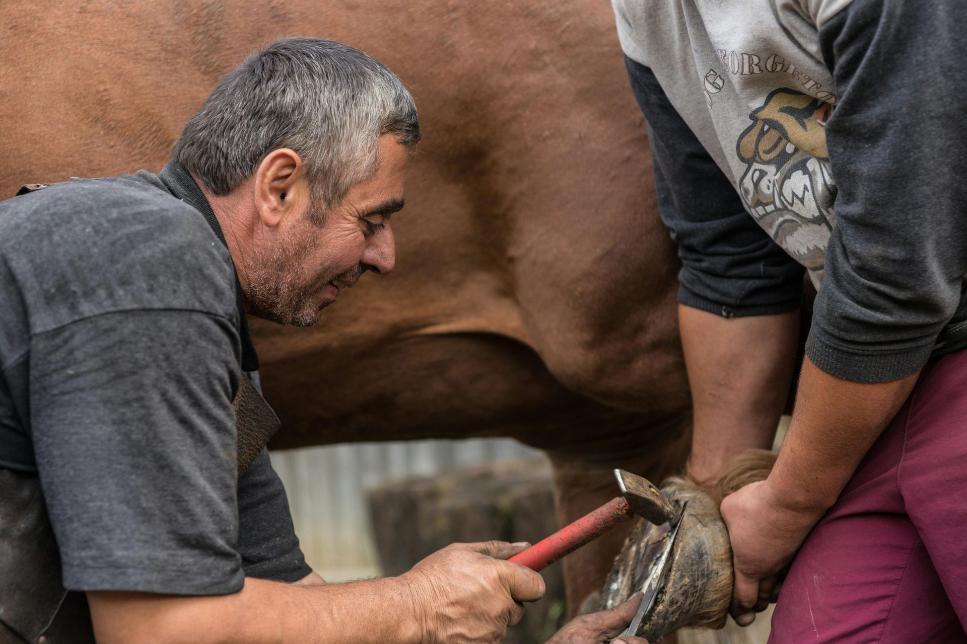A Row Of Horses Standing Next To Each Other In A Stable — Sunshine Coast Farrier Services In Landsborough, QLD