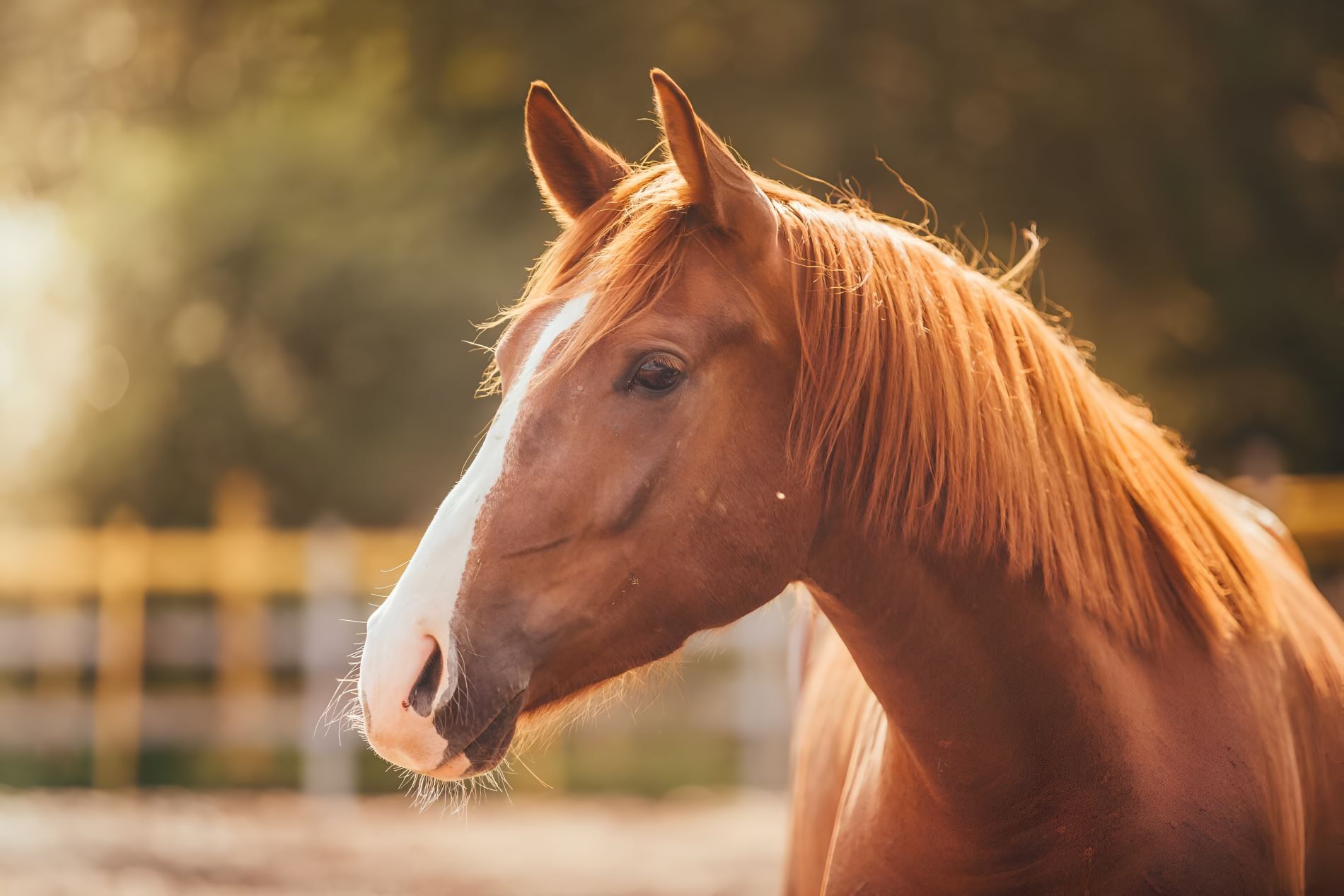 A Close Up Of A Brown Horse 's — Sunshine Coast Farrier Services In Landsborough, QLD