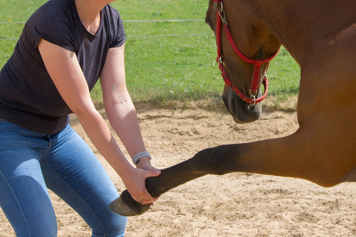 A Woman Is Holding The Leg Of A Brown Horse — Sunshine Coast Farrier Services In Gympie, QLD