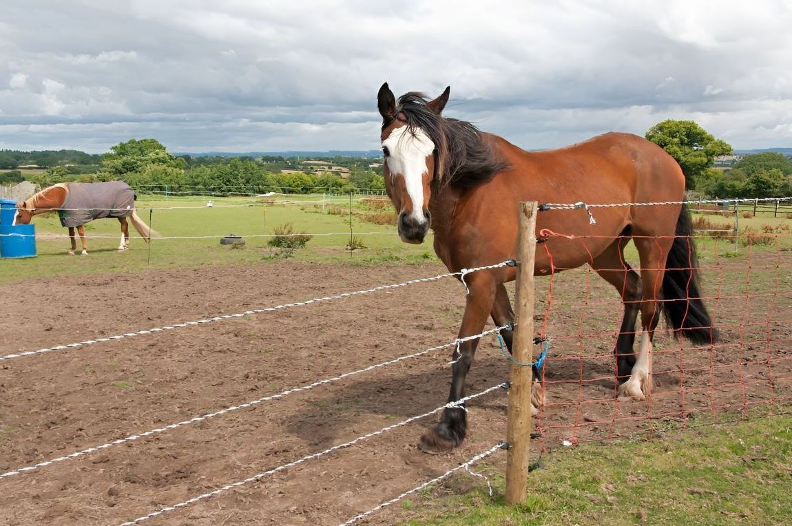 A Brown Horse Standing Next To A Barbed Wire Fence In A Field — Sunshine Coast Farrier Services In Landsborough, QLD