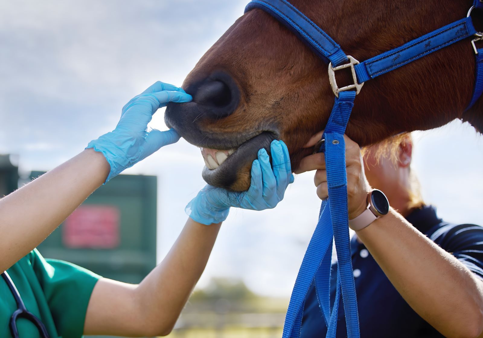 A Veterinarian Is Examining The Teeth Of A Brown Horse — Sunshine Coast Farrier Services In Yandina, QLD