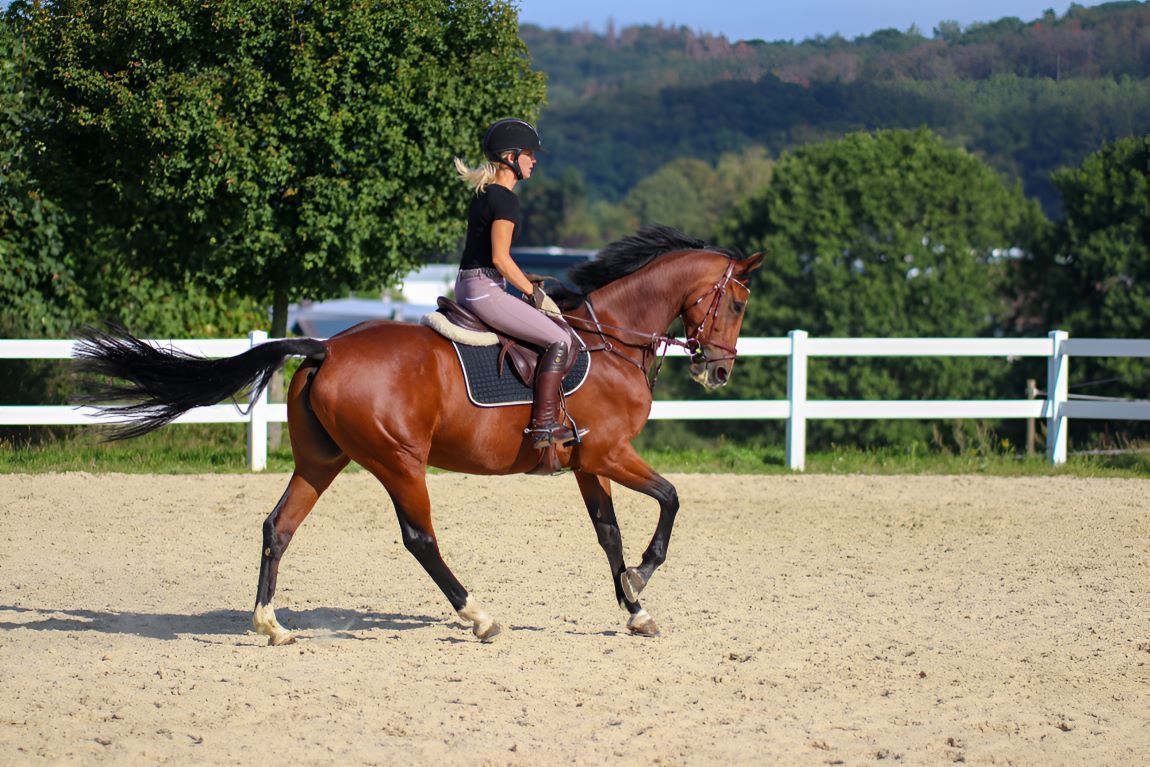 A Woman Is Riding A Brown Horse — Sunshine Coast Farrier Services In Landsborough, QLD