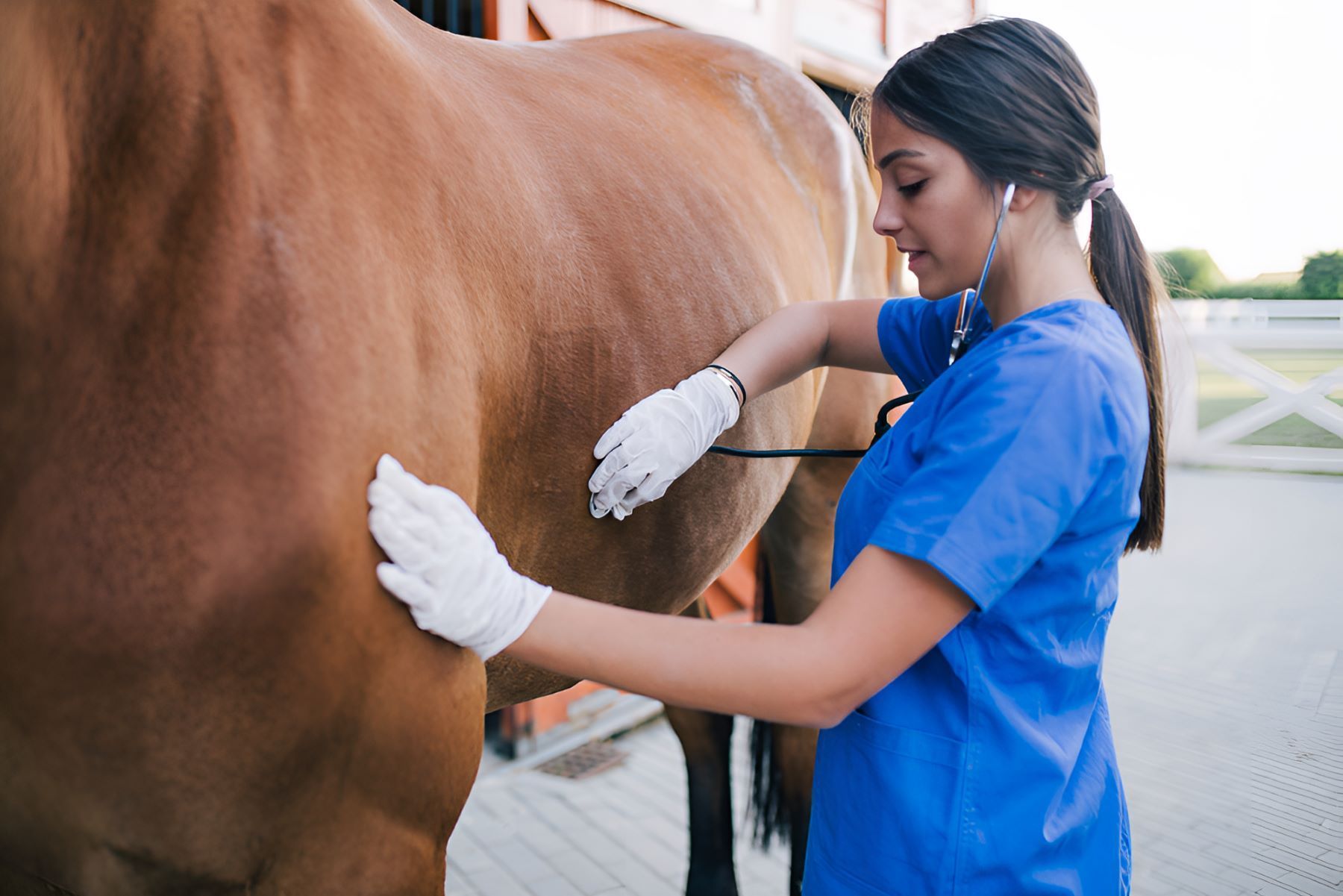 A Female Veterinarian Is Examining A Brown Horse — Sunshine Coast Farrier Services In Landsborough, QLD