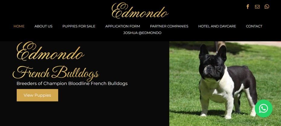 Pivot2Connect designed the stunning website for Edmondo French Bulldogs in Pretoria East.