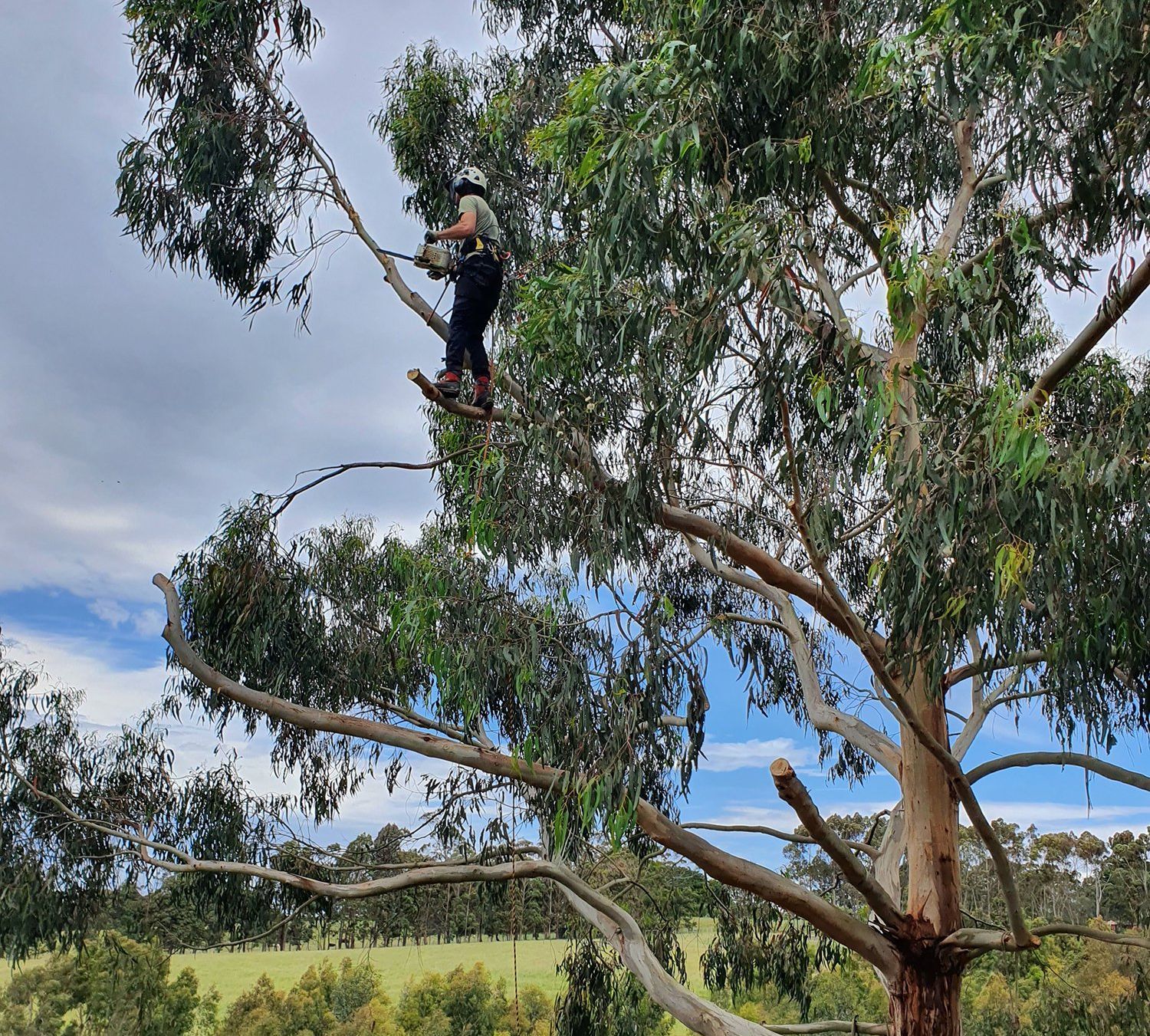 Arborist, wearing safety gear, cutting tree branches with a chainsaw high up in a tree, against a cloudy sky.
