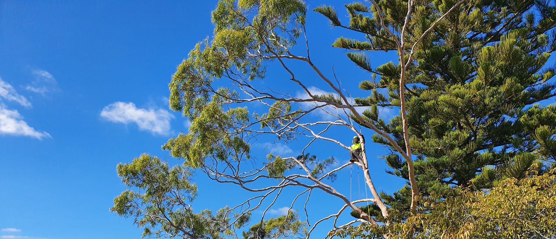 A tree trimmer in a tree against a blue sky. Green and yellow foliage.
