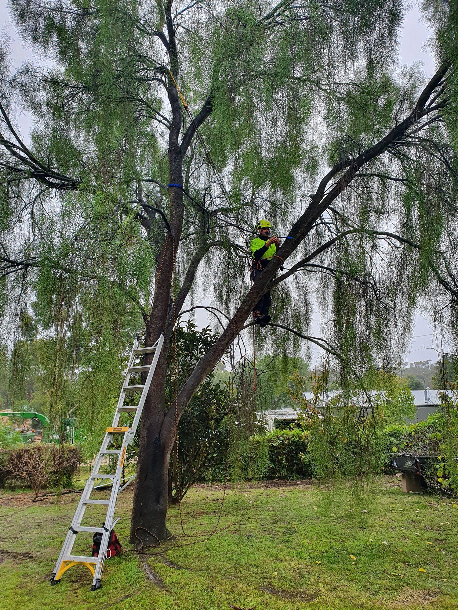 Tree Bracing and Cabling — Colac, VIC — Colac Trees