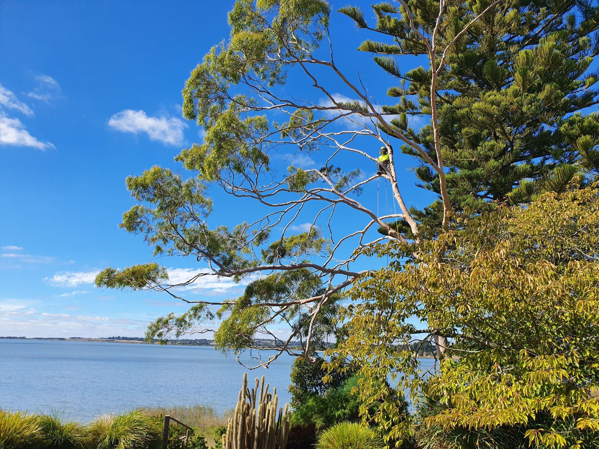 Multione Heavy Machine — Colac, VIC — Colac Trees