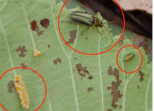 Elm Leaf Beetles — Colac, VIC — Colac Trees