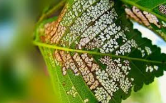 Elm Leaf Beetle Eggs — Colac, VIC — Colac Trees