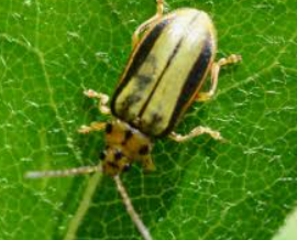 Close-Up of Elm Leaf Beetle — Colac, VIC — Colac Trees