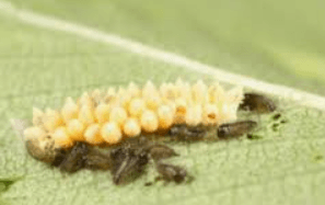Close-Up of Elm Leaf Beetle Eggs — Colac, VIC — Colac Trees