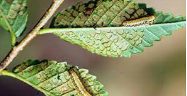 Elm Leaf Beetle Larvae — Colac, VIC — Colac Trees