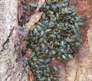 Elm Leaf Beetle on the Tree — Colac, VIC — Colac Trees