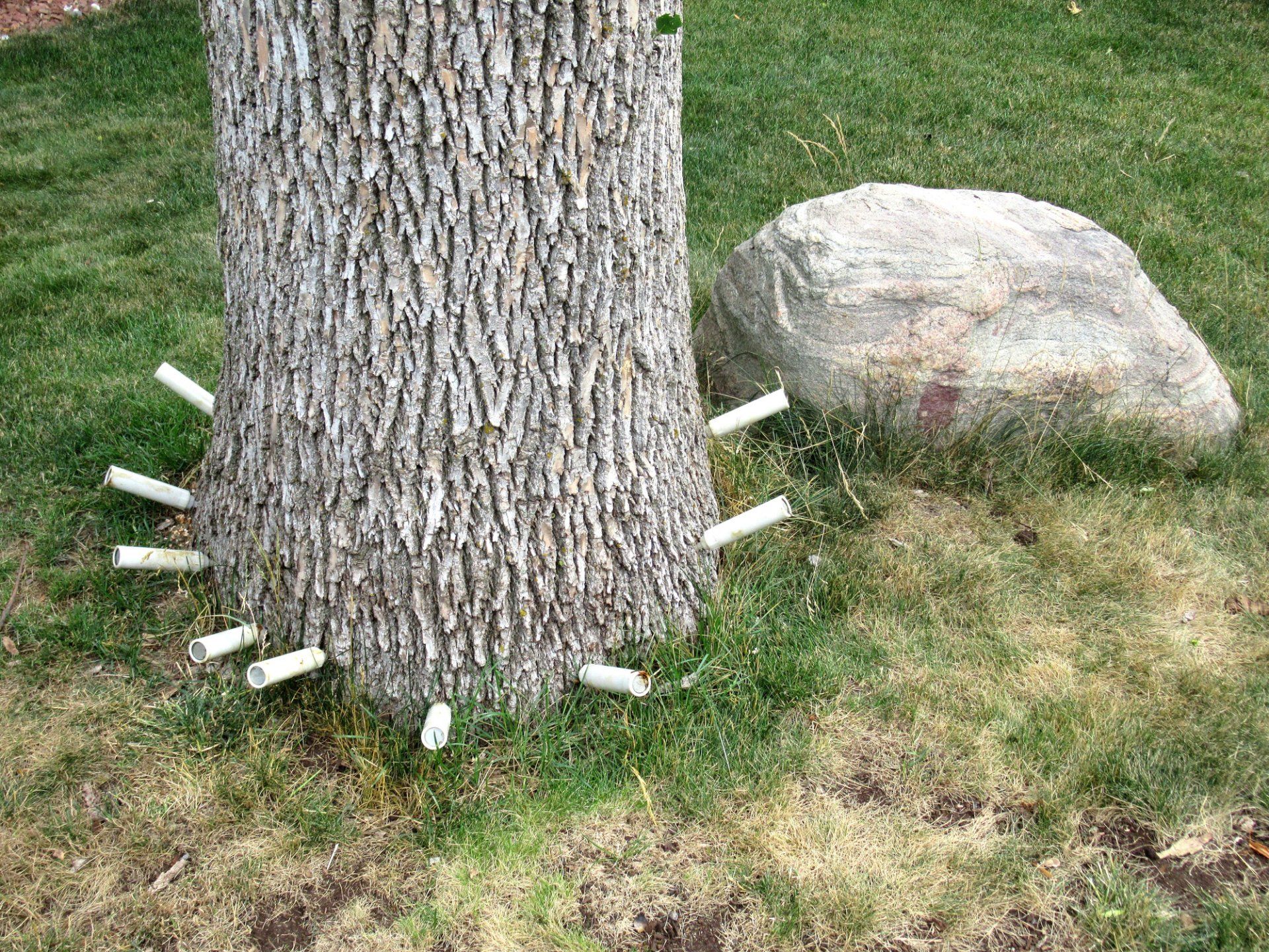 Tree Stem Injection — Colac, VIC — Colac Trees