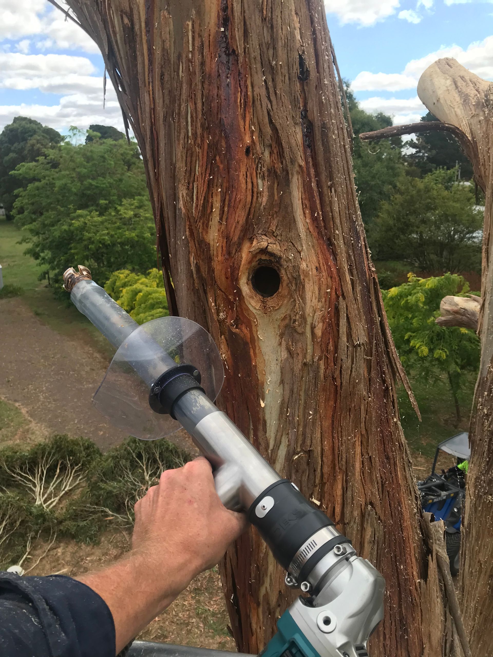 Person using a tool to work on a tree trunk with a hole, outside on a sunny day.
