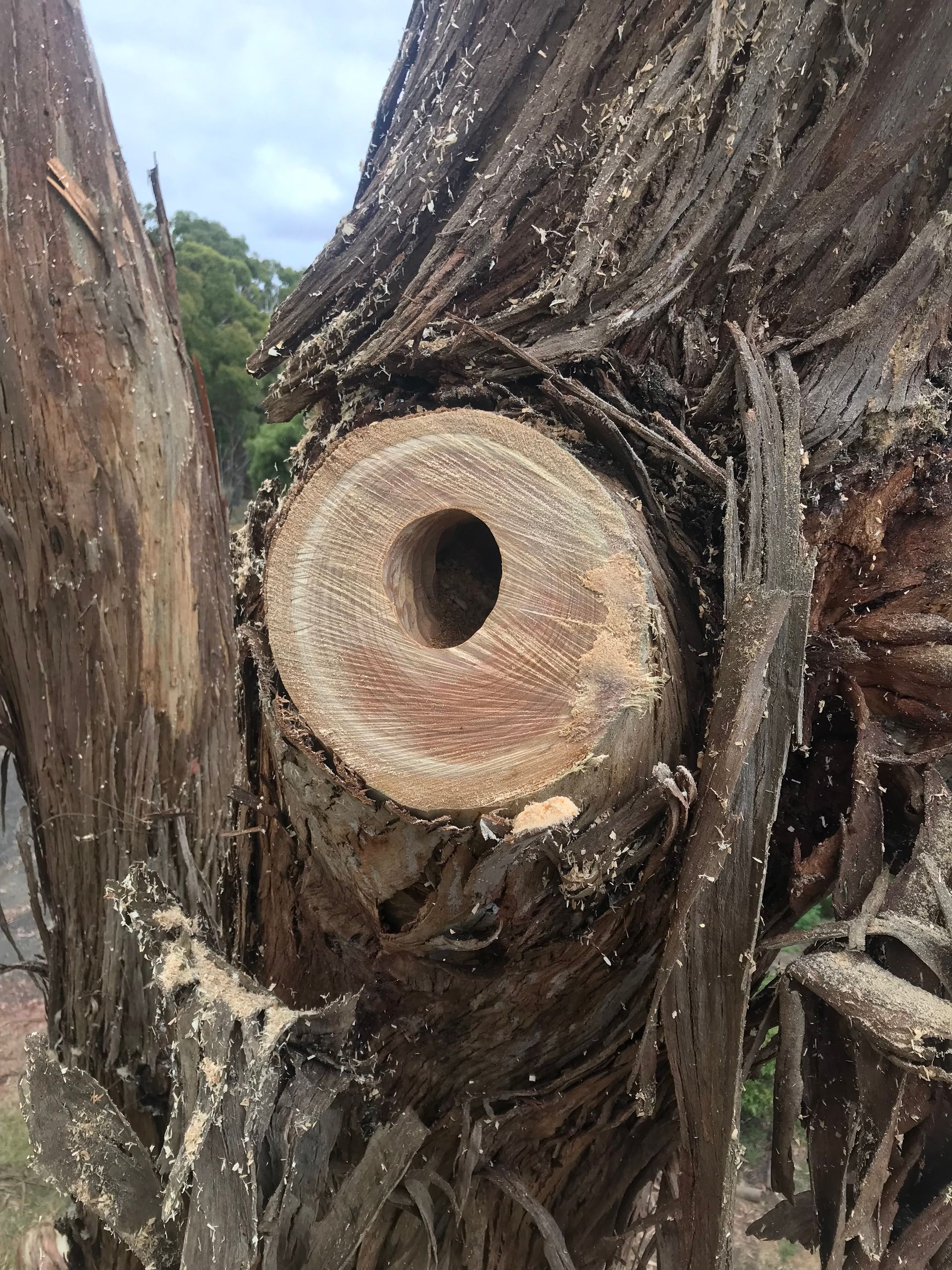 Close-up of a tree branch cut with a hole in the center, surrounded by rough bark and sawdust.