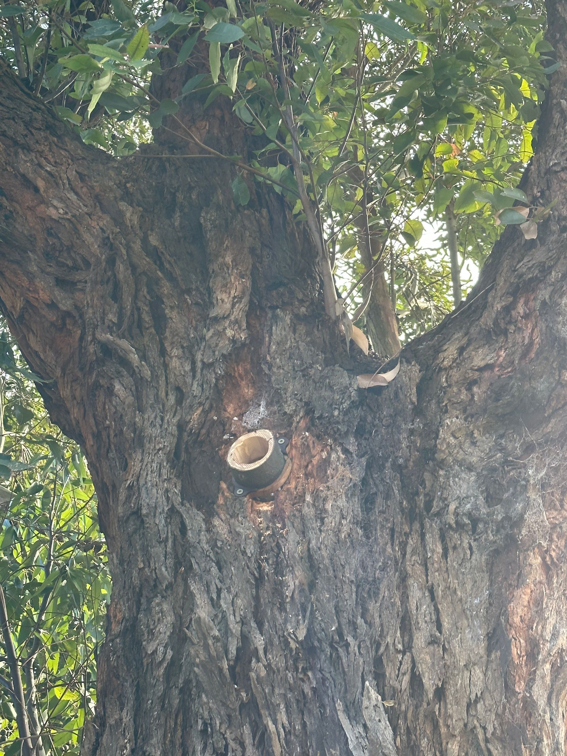 Close-up of tree trunk with a freshly cut branch stump. The bark is textured and dark.