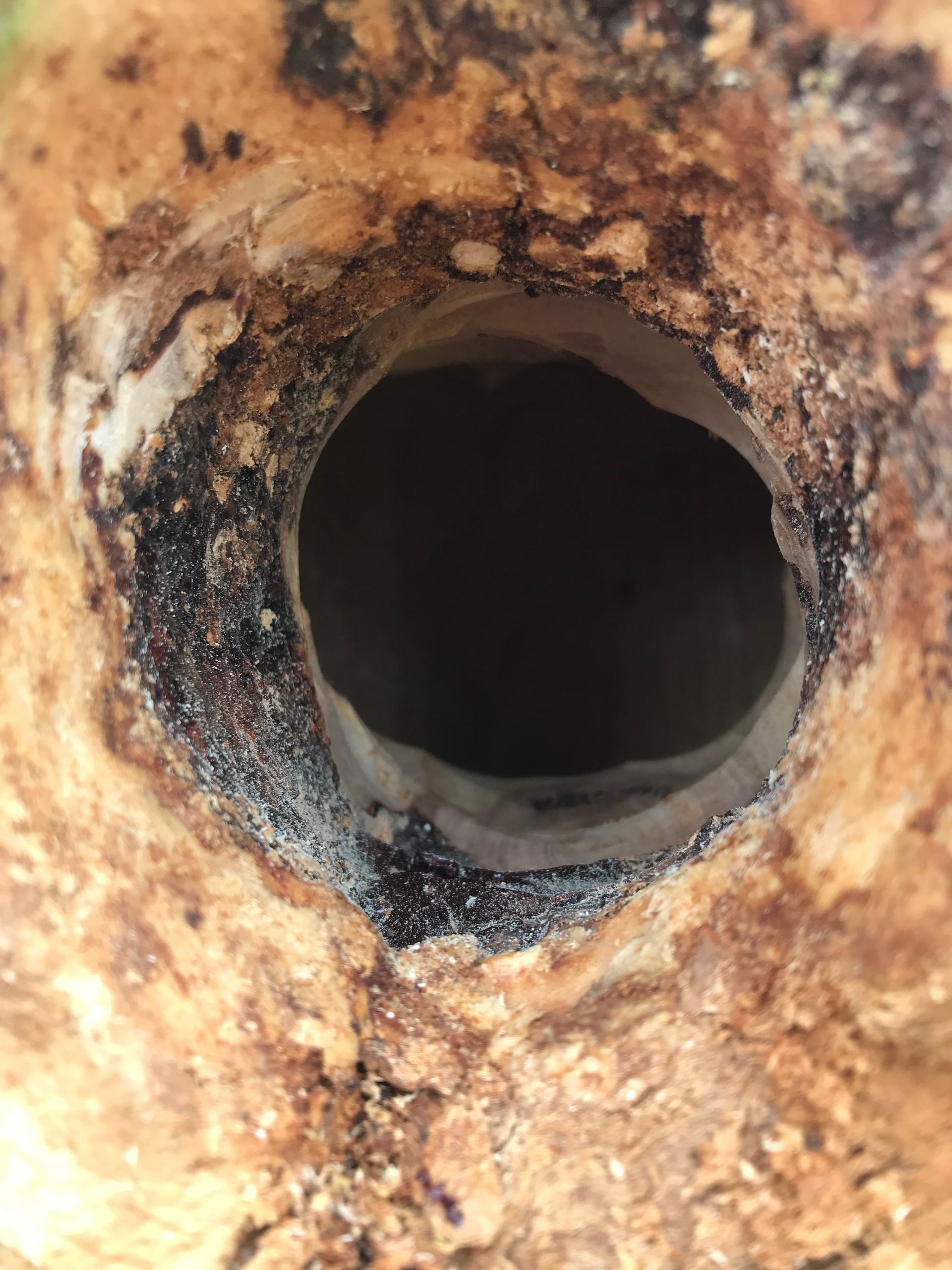 Hole in brown, textured wood. Dark, circular center with light-colored interior lining; surrounded by black debris.